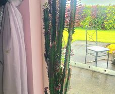 Large Euphorbia House Plant
