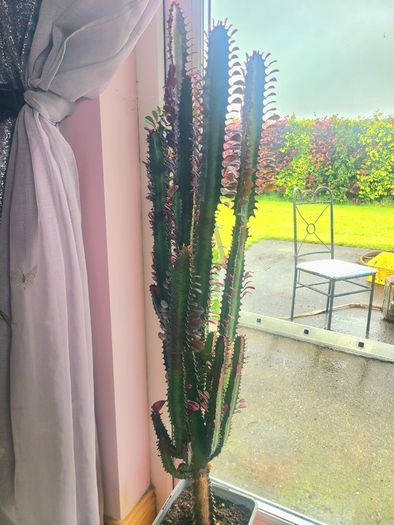 Large Euphorbia House Plant