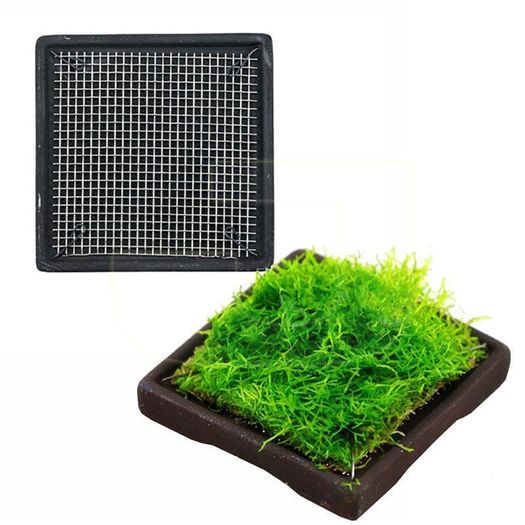 ISTA Water Plant Cultivation Ceramic 5x5cm square