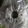 Brake disc Toyota Auris Brand New Image 2