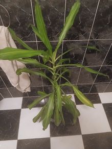 Corn plant