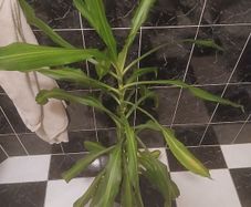 Corn plant