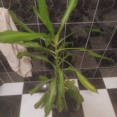 Corn plant