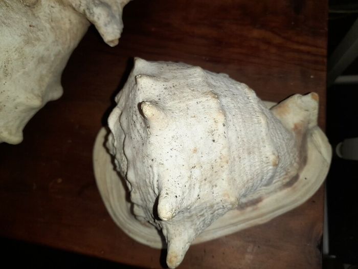 Pair Of Vintage Conch Shells