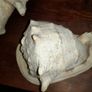 Pair Of Vintage Conch Shells Image 7