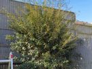 gardening and Landscaping services Image 3