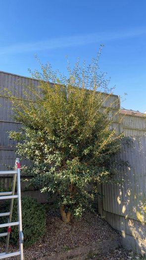gardening and Landscaping services