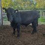 Aberdeen Angus Bulls Image 3