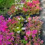 Azaleas, Evergreen Plants Image 8