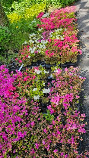 Azaleas, Evergreen Plants