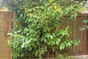 Large leafed mature bush / tree