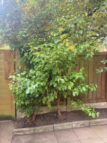Large leafed mature bush / tree