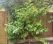 Large leafed mature bush / tree