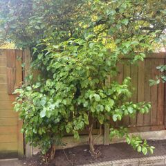 Large leafed mature bush / tree