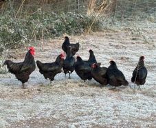 Unrelated breeding pairs of Australorp