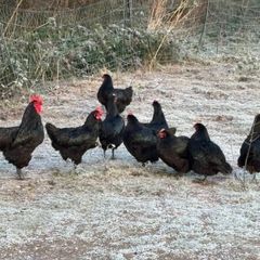 Unrelated breeding pairs of Australorp