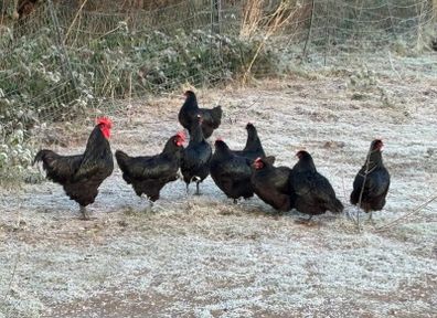 Unrelated breeding pairs of Australorp