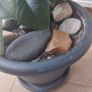 Healthy Mature Rubber Plant (Ficus Elastica) Image 4