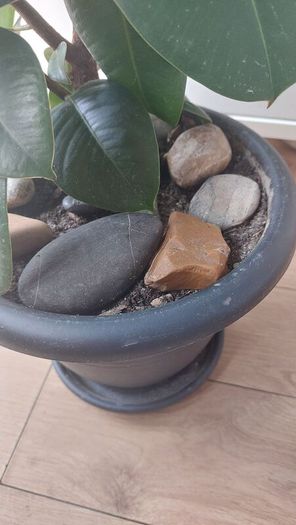 Healthy Mature Rubber Plant (Ficus Elastica)