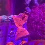 Green Montipora Image 2
