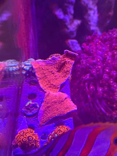 Green Montipora