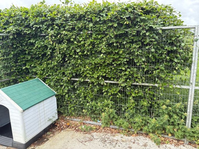 dog pen