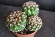 Cactuses