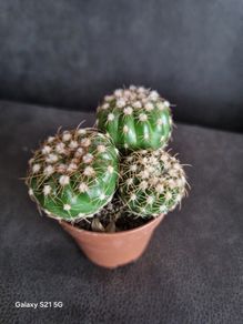 Cactuses
