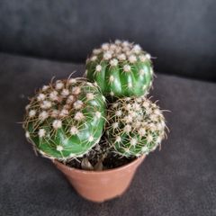 Cactuses