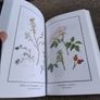 Irish Wild Plants Myths Legends and Folklore by Niall Mac Coitir 370 pages published in 2008 in very good condition with no issues FREE STANDARD POSTAGE INCLUDED Image 10