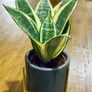Sansevieria Mix in 9cm decorative pot Image 5