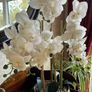 Tall Imitation Orchid Plant Image 3