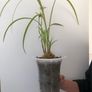 Cymbidium orchids Image 3