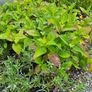 Plants, Flowering Shrubs, Grasses Image 10