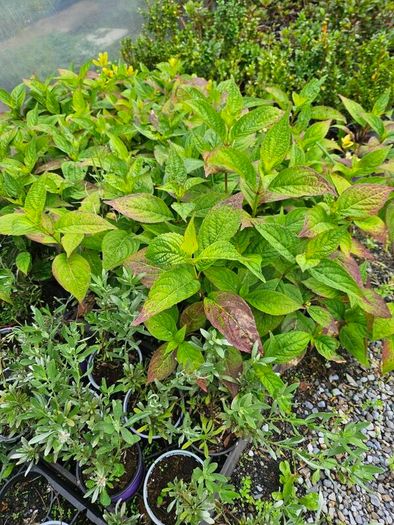 Plants, Flowering Shrubs, Grasses
