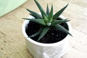 Haworthia succulents