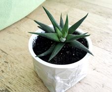 Haworthia succulents