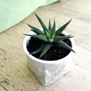 Haworthia succulents