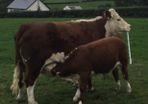 PBR Hereford
