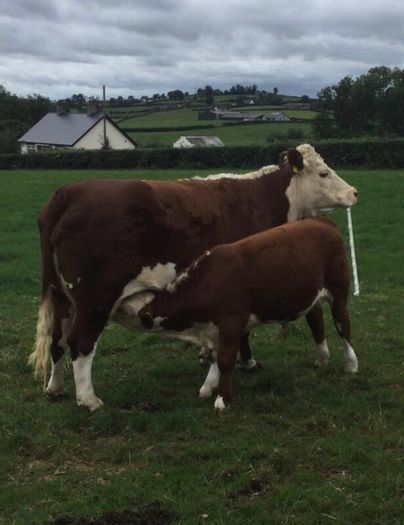 PBR Hereford