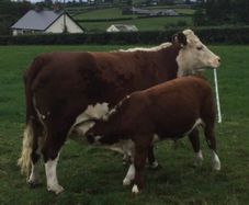 PBR Hereford