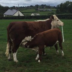 PBR Hereford