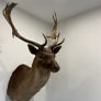 Fallow buck deer stag shoulder mount taxidermy 2 Image 5