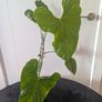 Anthurium Balaoanum Plant Image 3