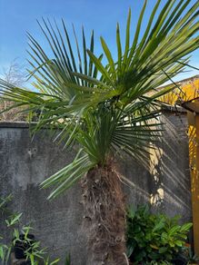 Trachycarpus Fortunei small plants. Hardy palm tree. Ideal for Irish gardens