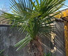 Trachycarpus Fortunei small plants. Hardy palm tree. Ideal for Irish gardens