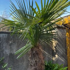 Trachycarpus Fortunei small plants. Hardy palm tree. Ideal for Irish gardens