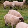 Hardy cross breed ewes for sale....280 Euros Image 6