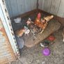 chickens Image 4