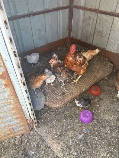 chickens